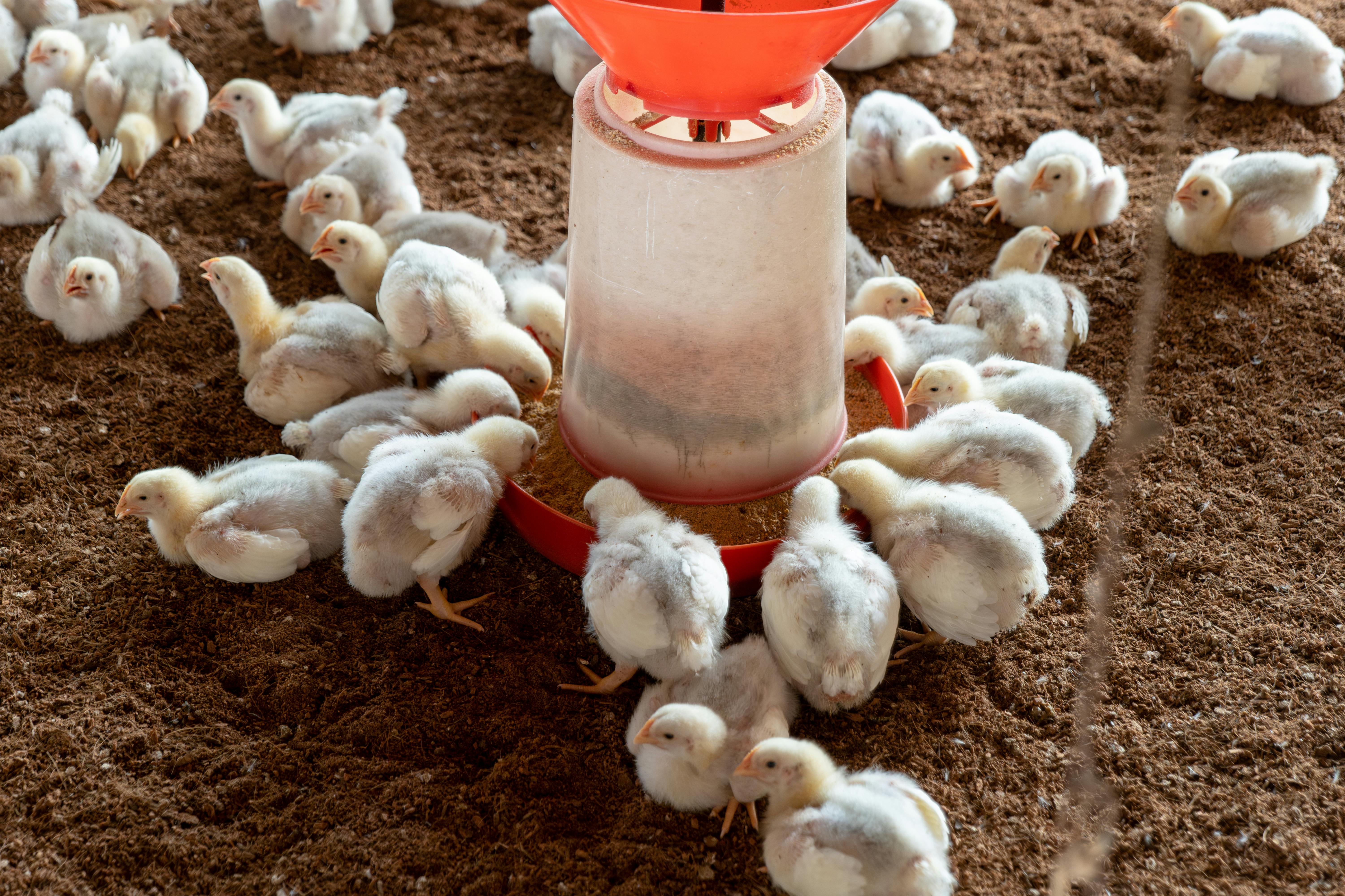 Chickens at XESI Farm